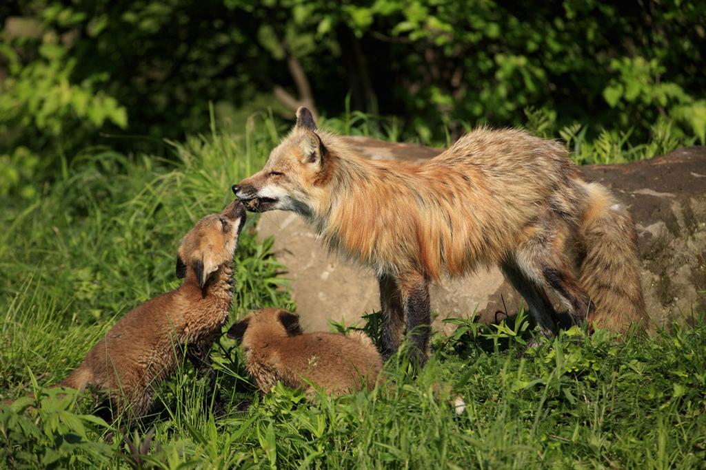 Red Fox Father's Day