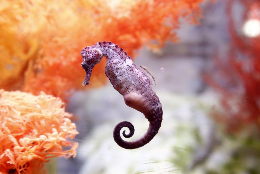 seahorse father nature 