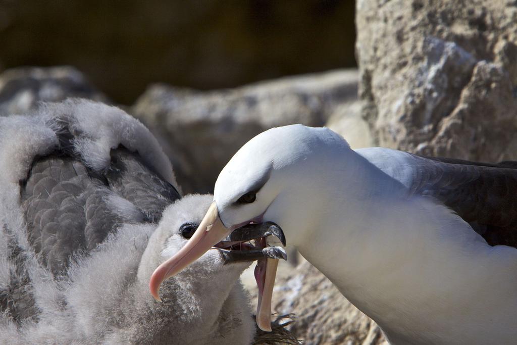 Long-Haul Father Albatrosses