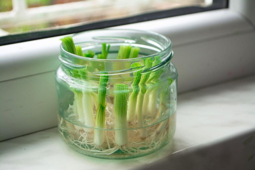 Growing Propagation Green Onions 