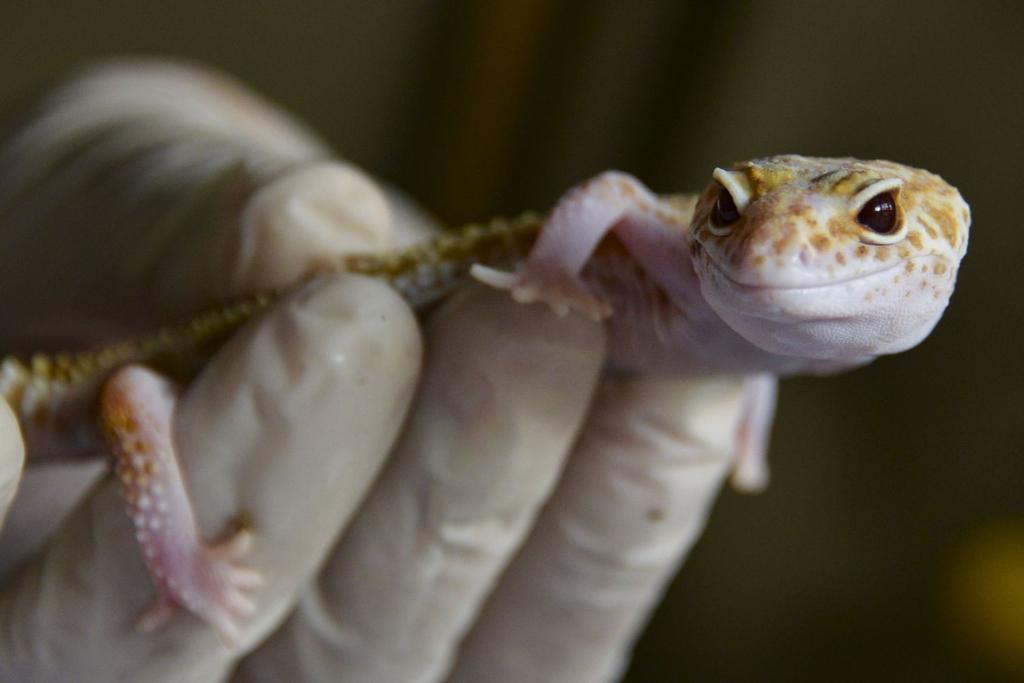 gecko, skin cancer research