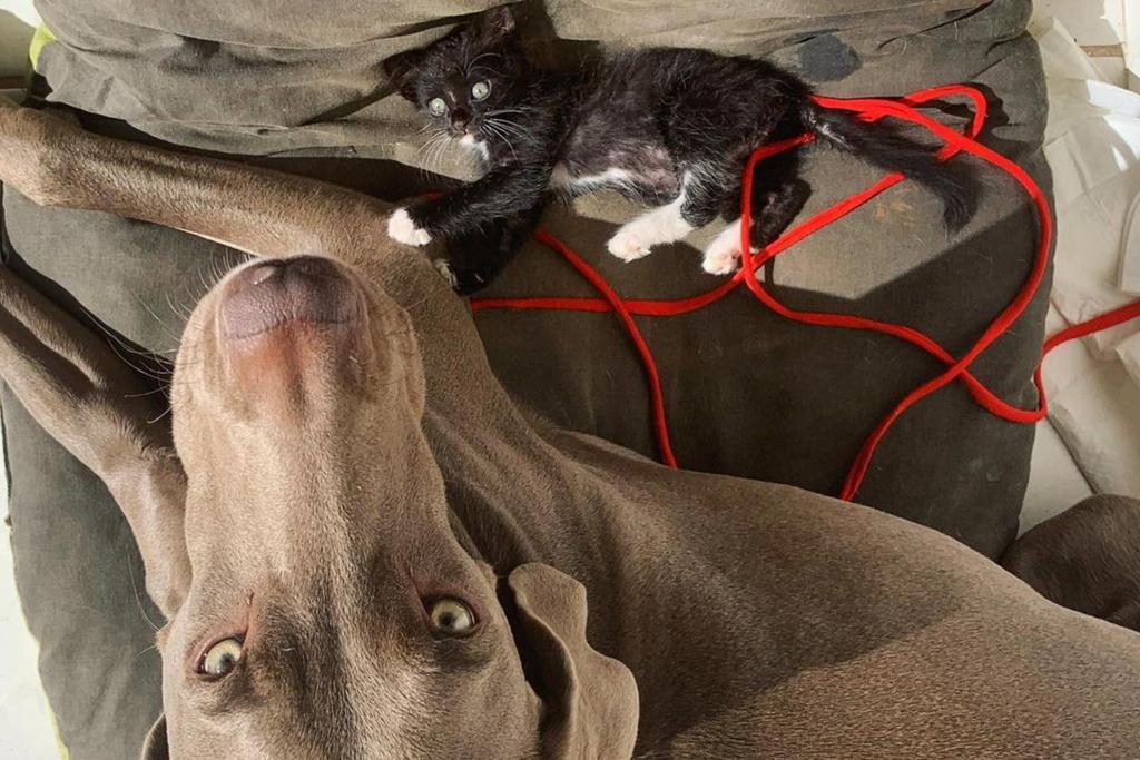 Rescue Kitten Loves Dog