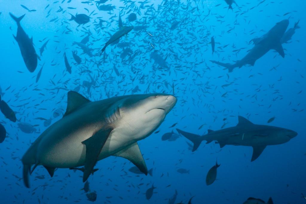 bull shark offspring discovery