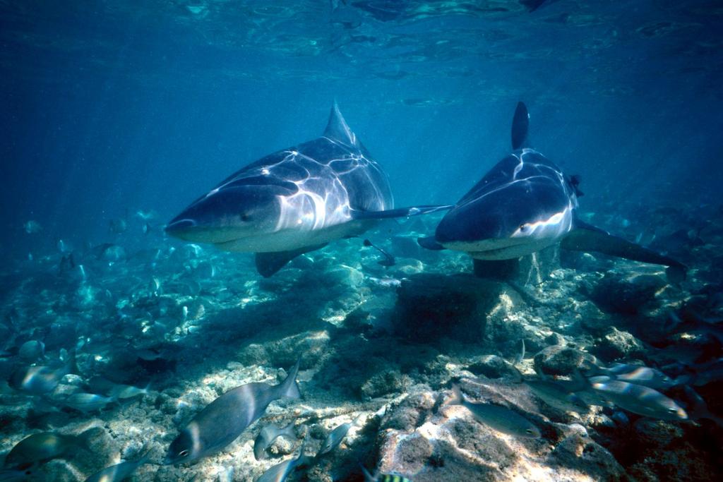 shark discoveries florida coast