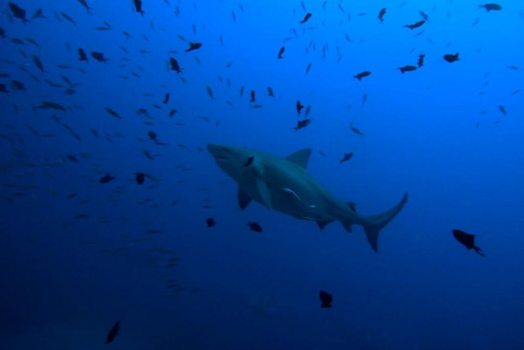 big bull shark discoveries