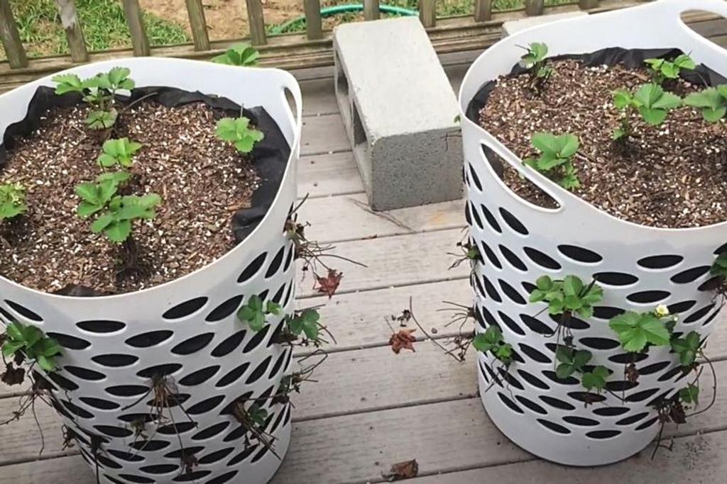 DIY outdoor gardening tips