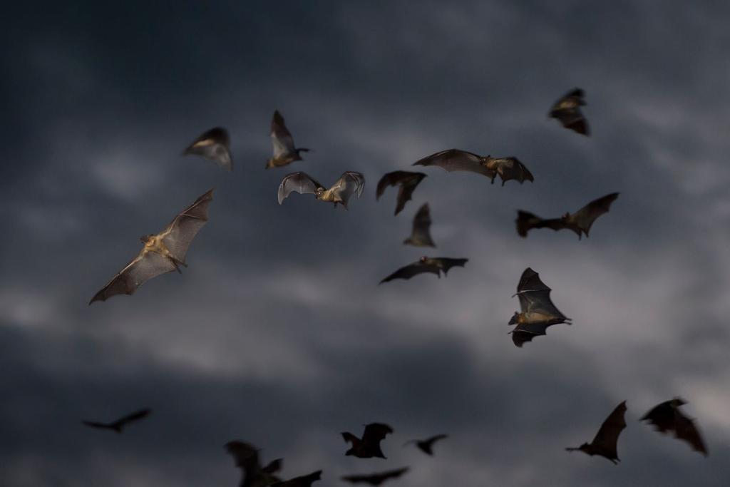 Vampire bat argentina fossils
