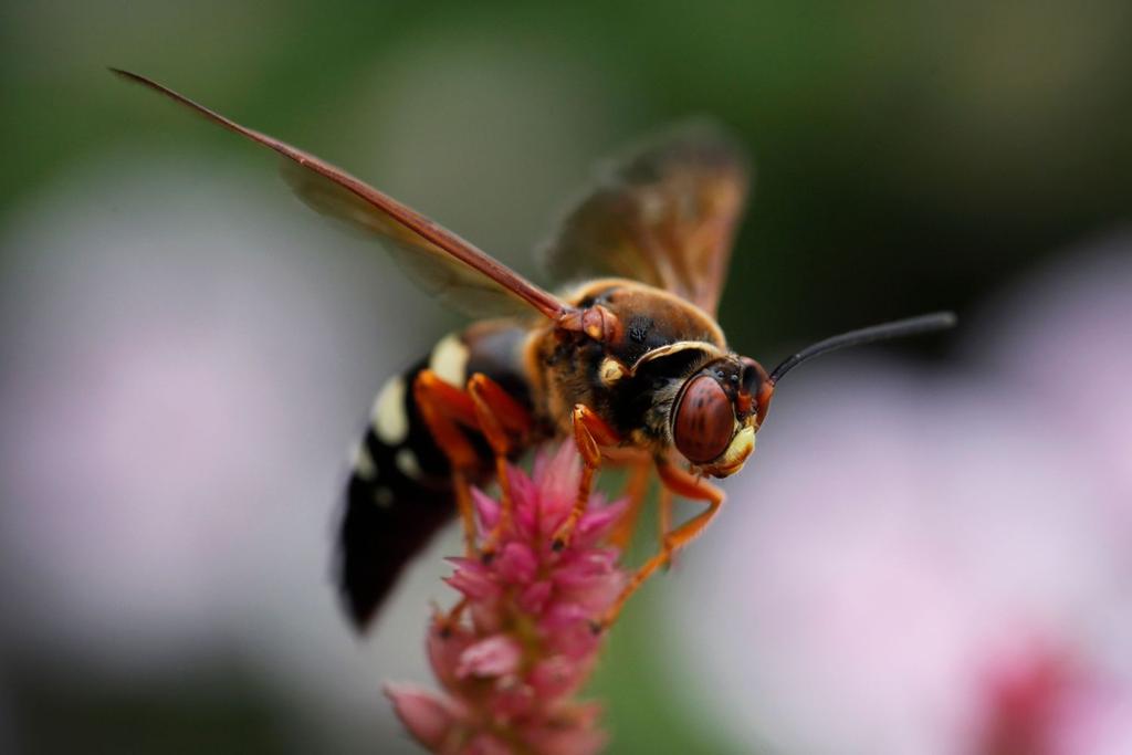cicada killer wasp news