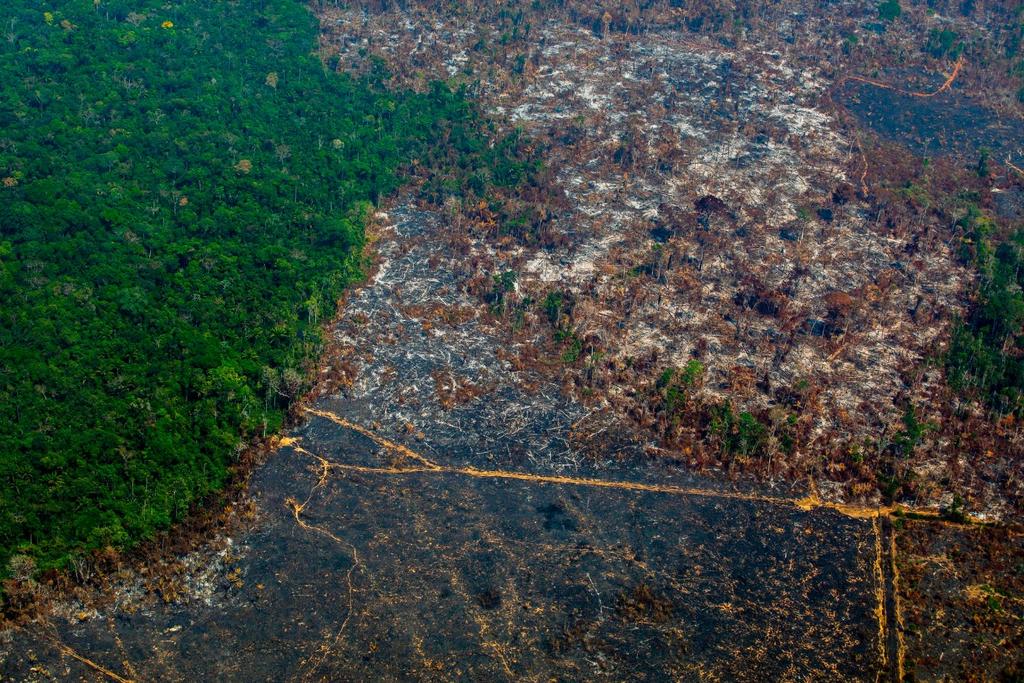 scientist fight against deforestation