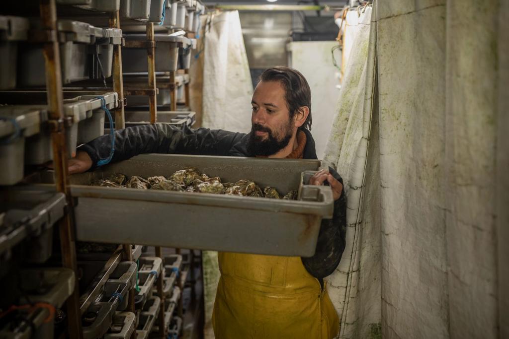 oyster farming environmentally friendly
