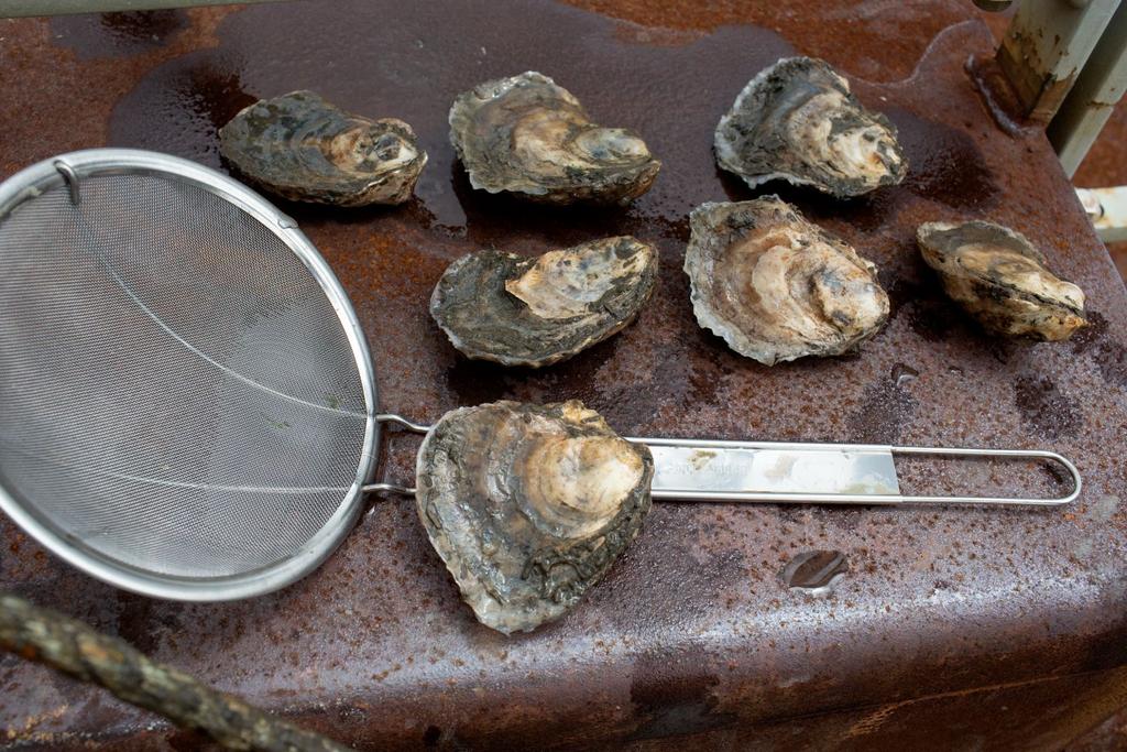 eco tourism oyster shucking