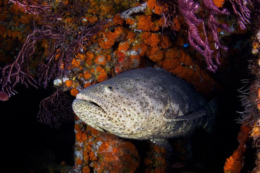 goliath grouper endangered status