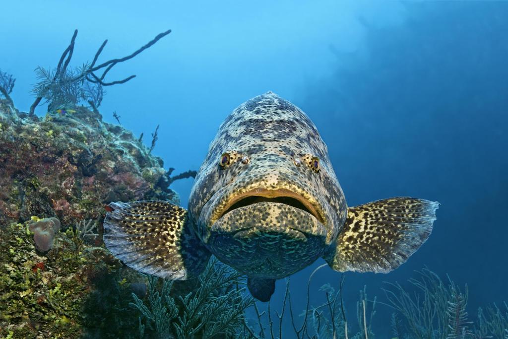 goliath grouper florida fishing