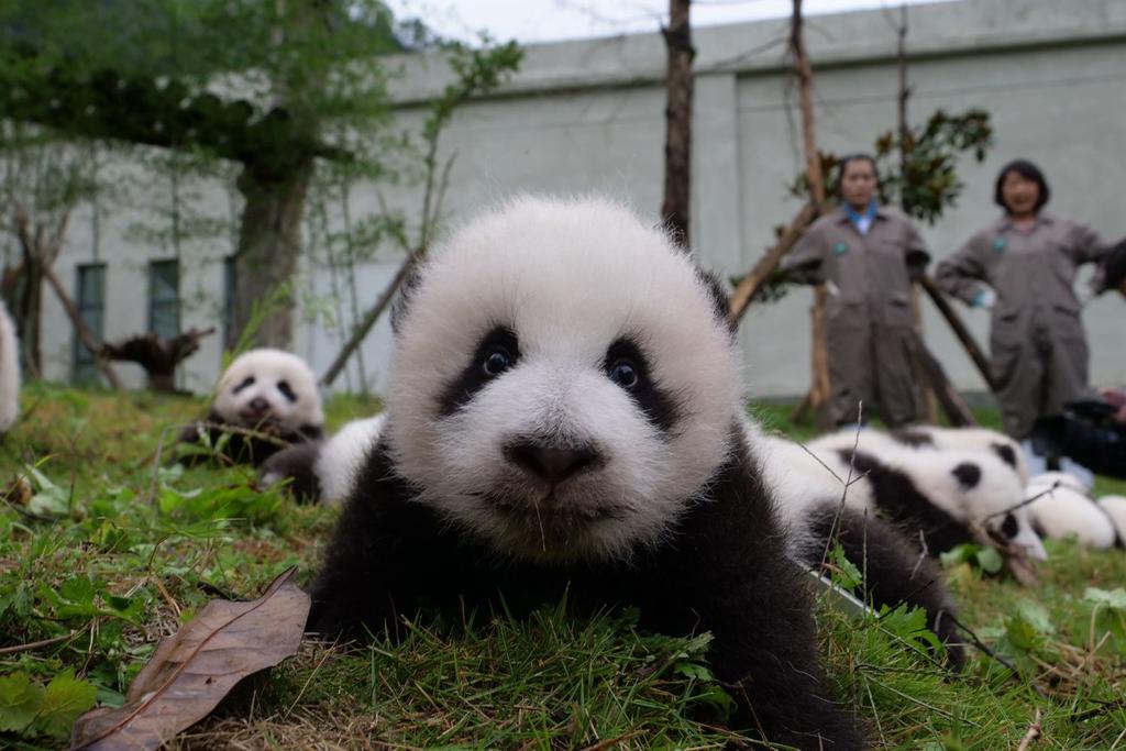 Giant panda twins birth