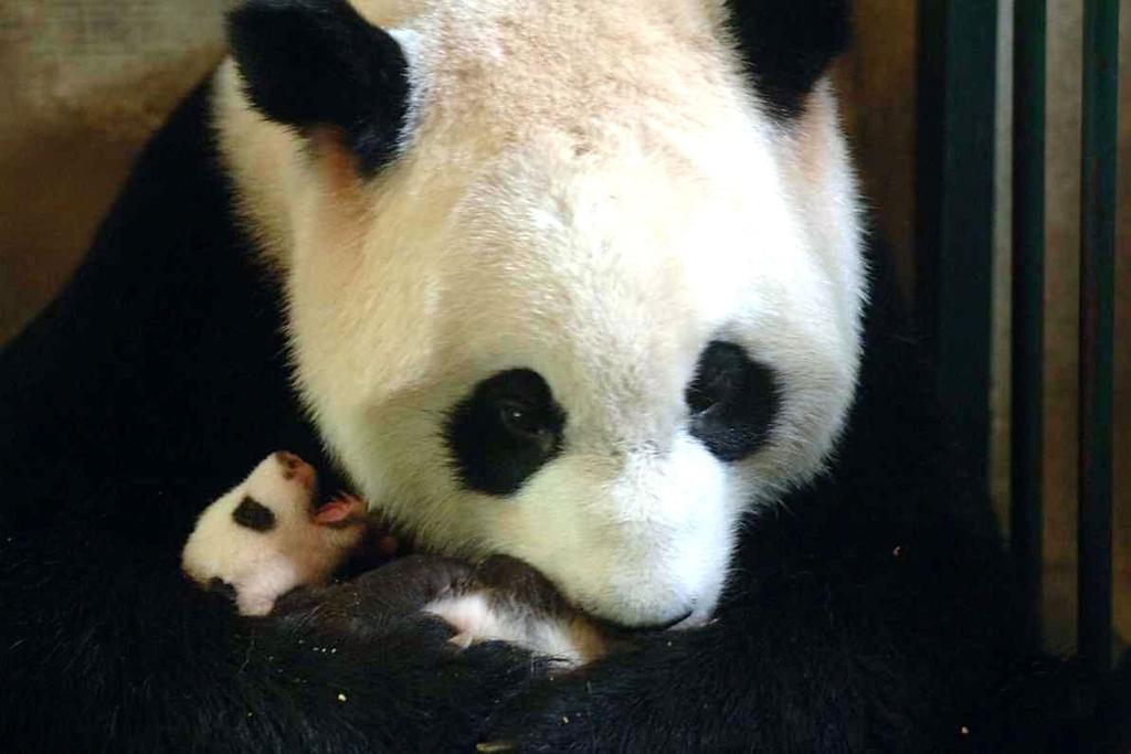 Giant panda birth twins
