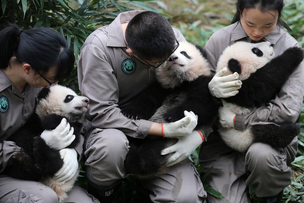 Giant panda birth twins