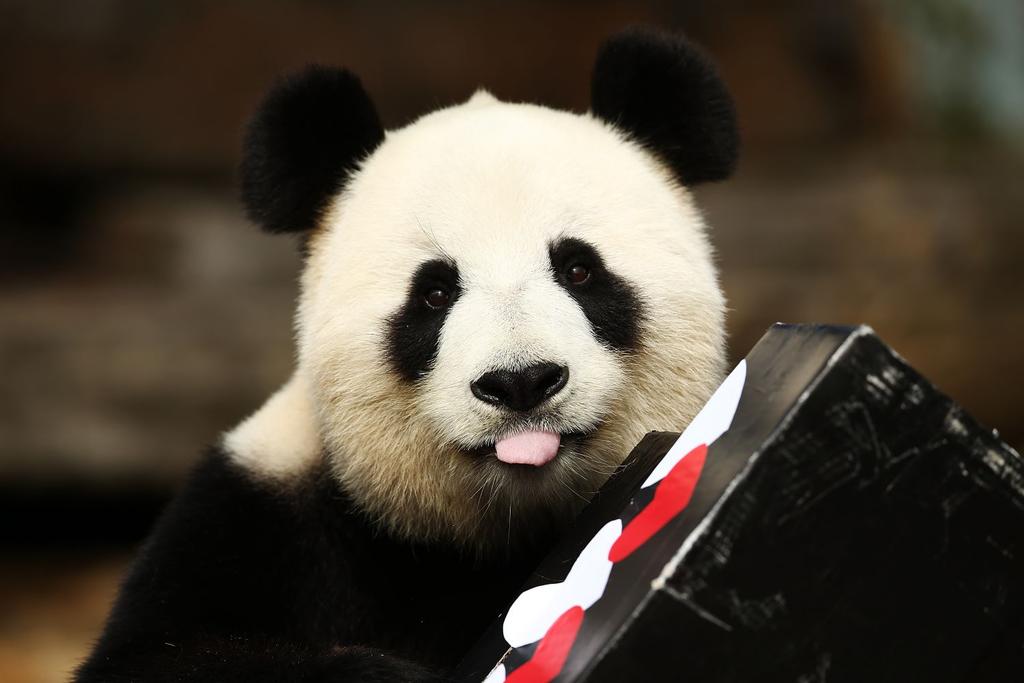 Giant panda birth zoo