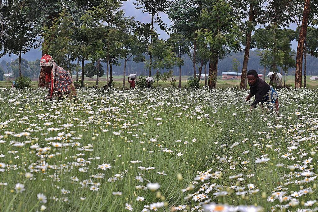 pyrethrum eco friendly agriculture