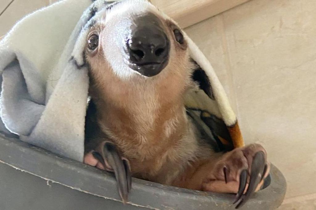anteater tamandua ideal pet