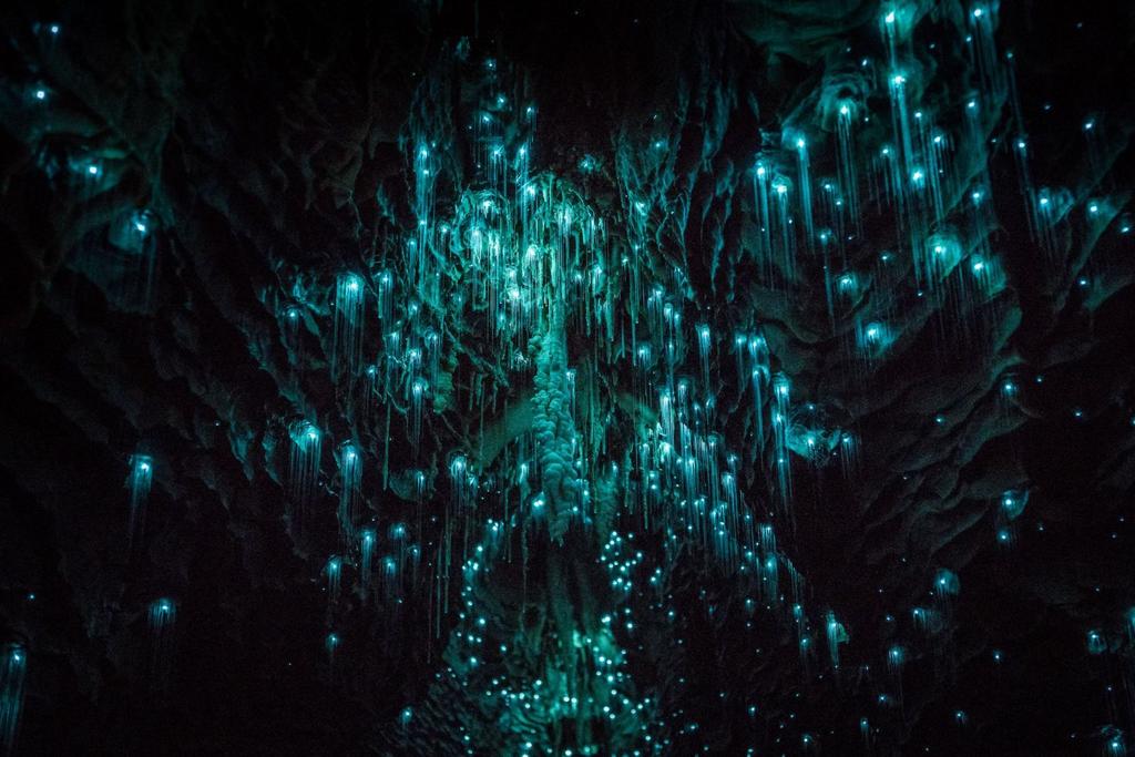 glowworms dismals canyon alabama