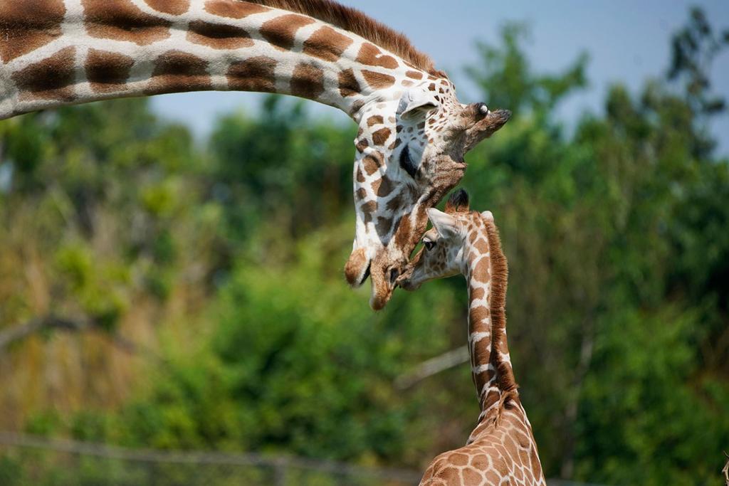 grandmother hypothesis, giraffes