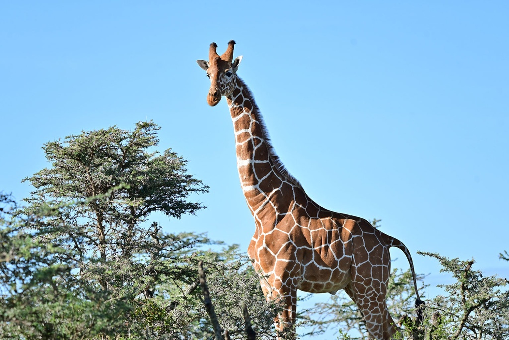 Giraffes complex social relationships