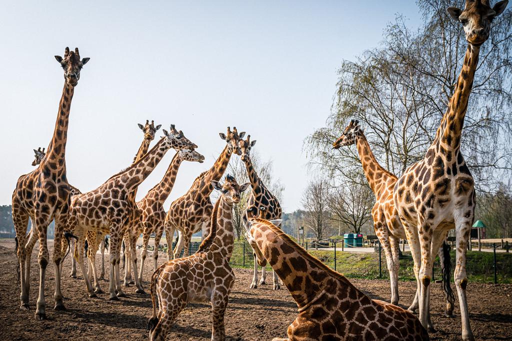 giraffes relationships, families, bonds