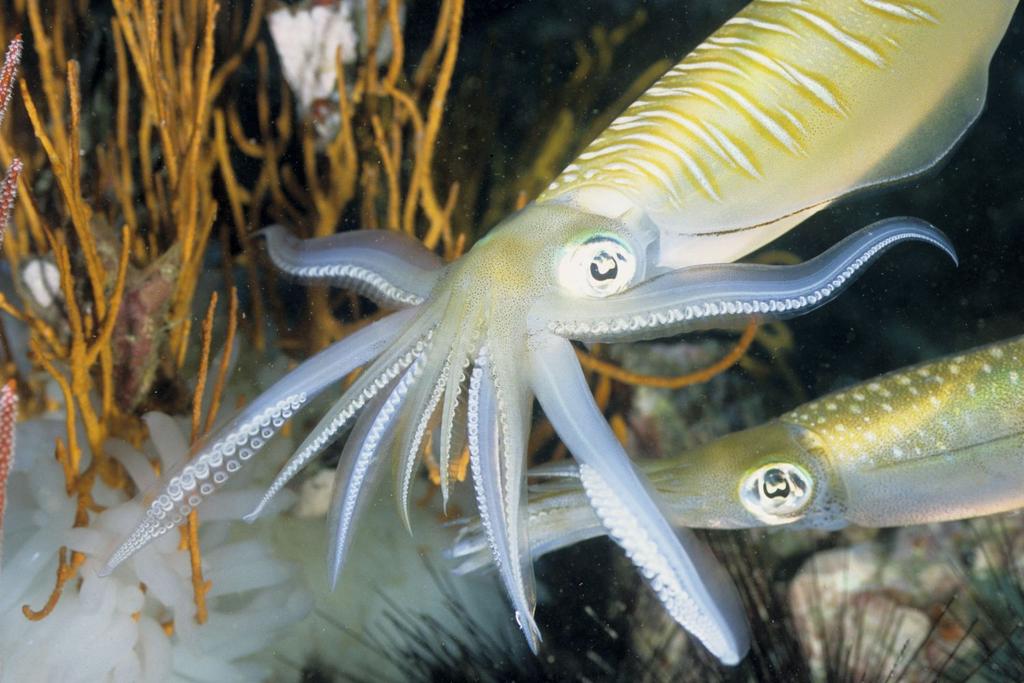 animal behavior male squids