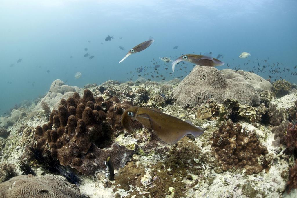 bigfin reef squid mating