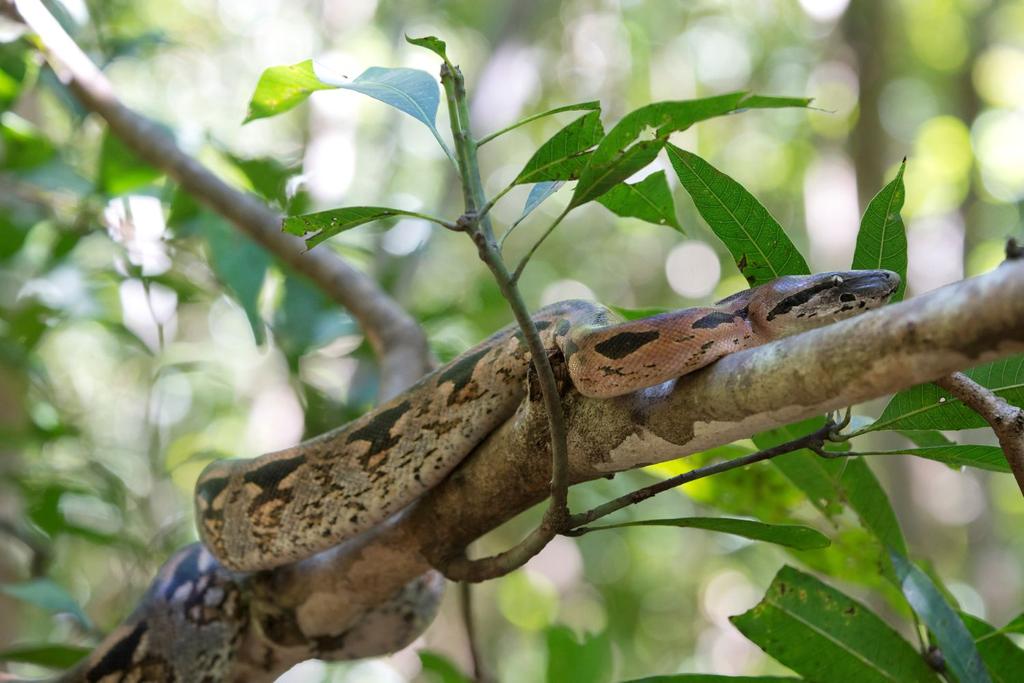 new snake species caribbean