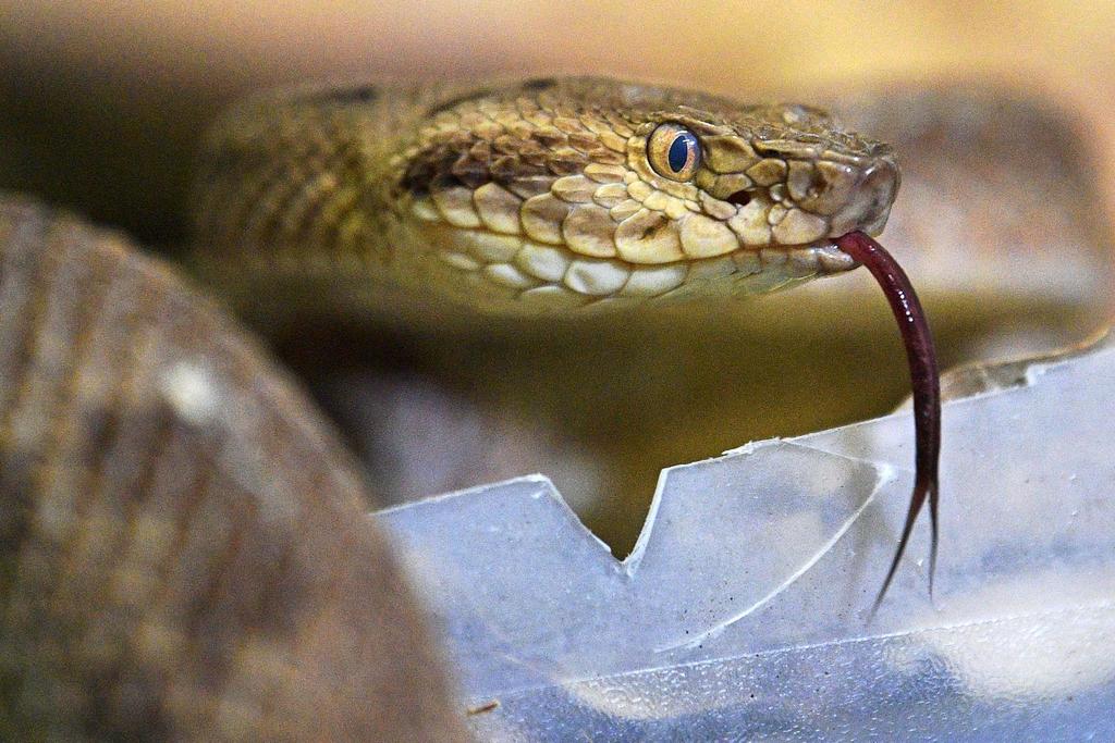new snake species surprising