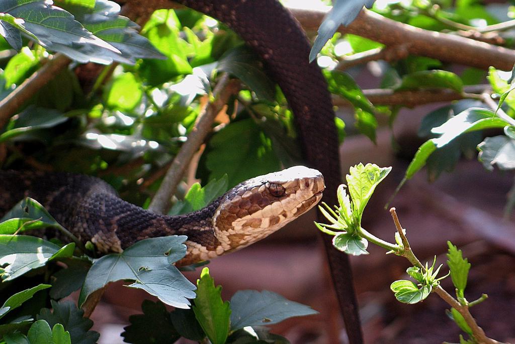 dominican republic snake species