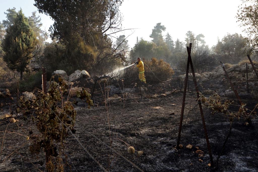 vineyards destroyed california fires