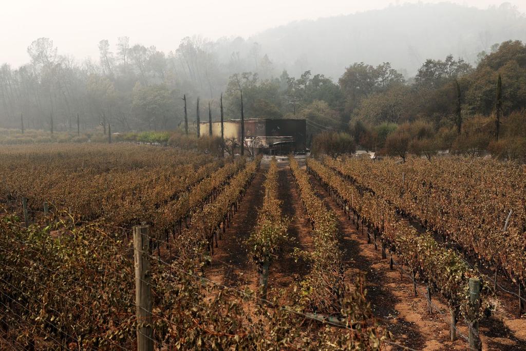 california wildfire news vineyards