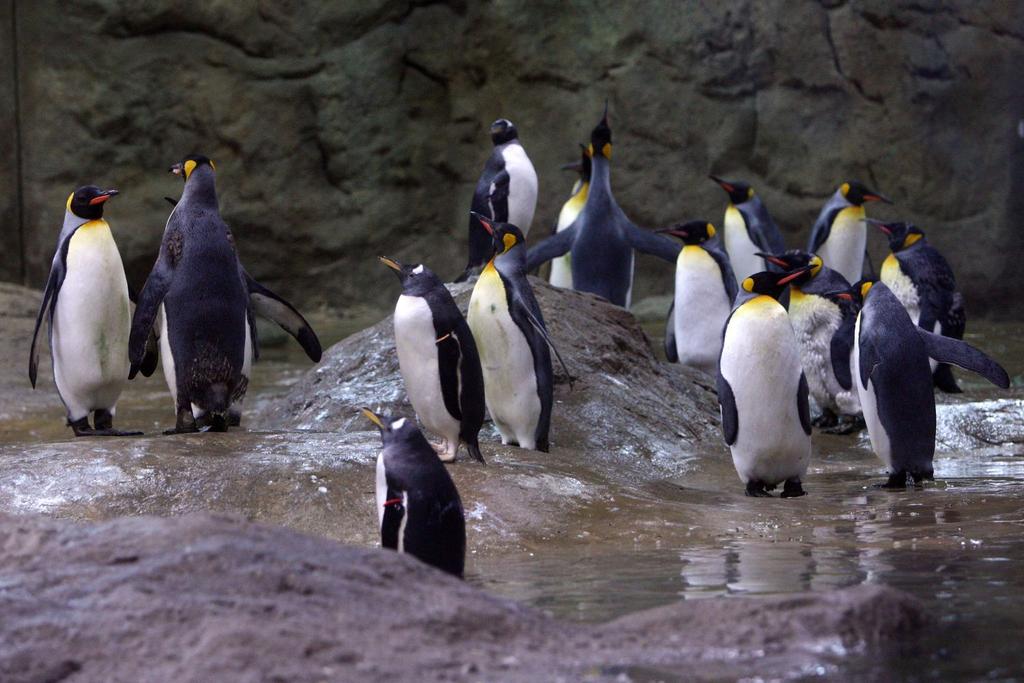 world's smallest penguins zoo