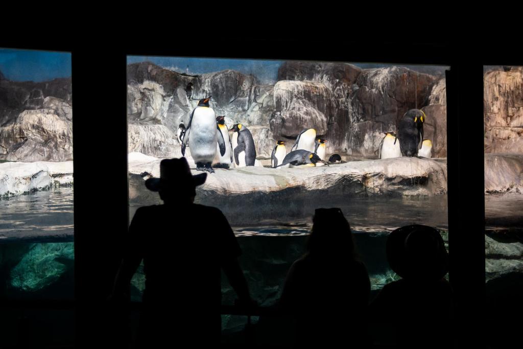 world's smallest penguins exhibit