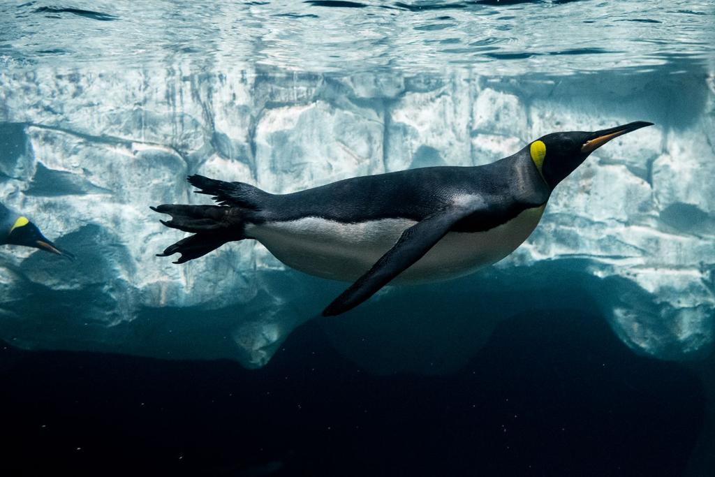 penguins la jolla zoo