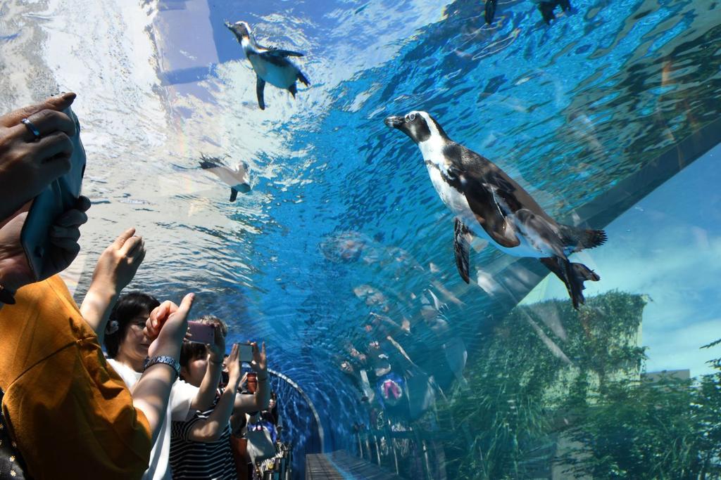 blue penguins aquarium exhibit