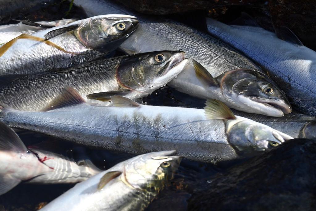 sustainable salmon consumption tips