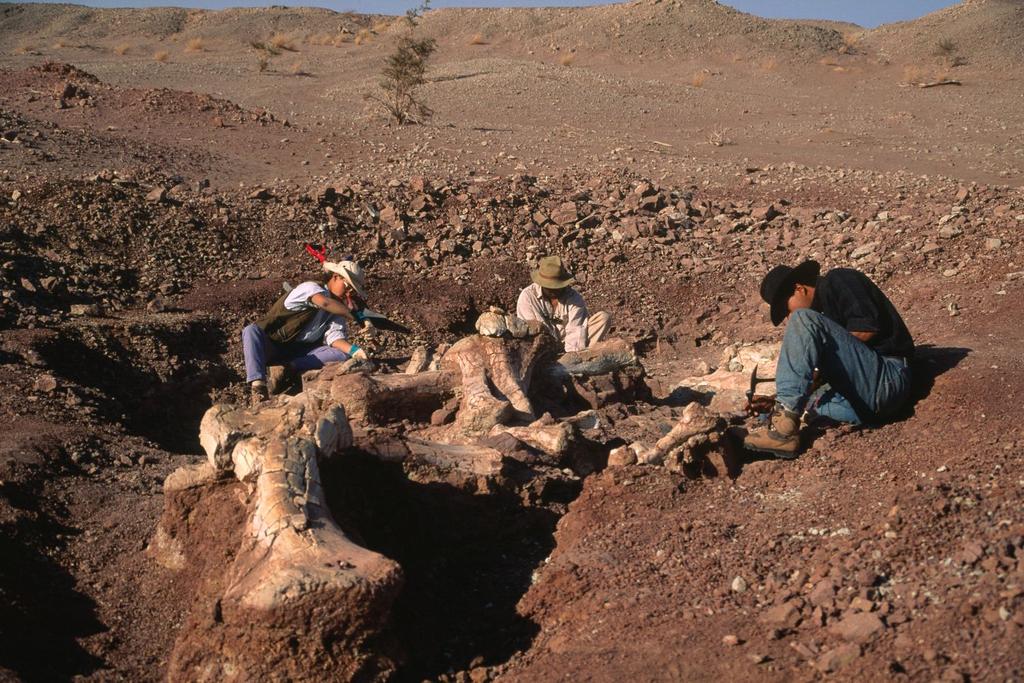 dinosaur fossils found morocco