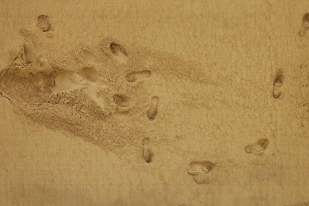ancient footprints new mexico