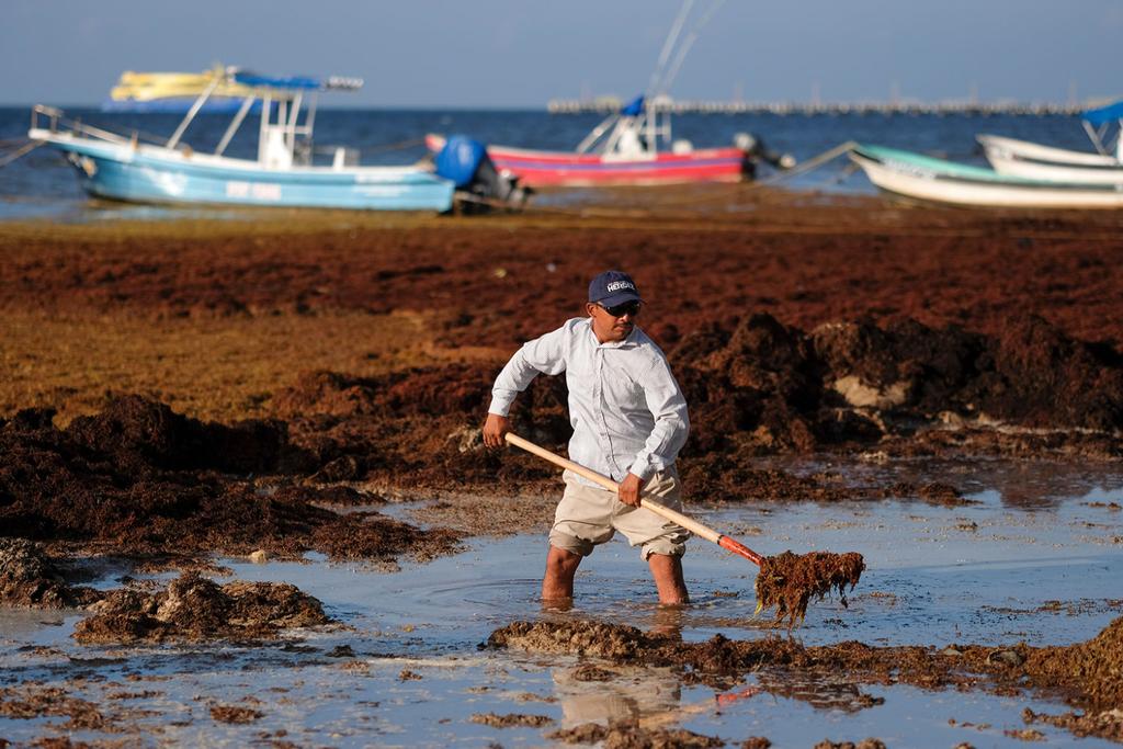 Climate change causing seaweed