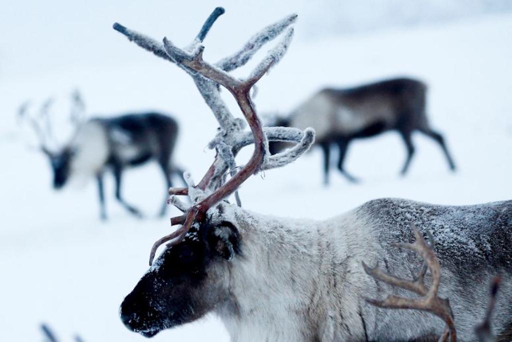 reindeer disease anthrax russia