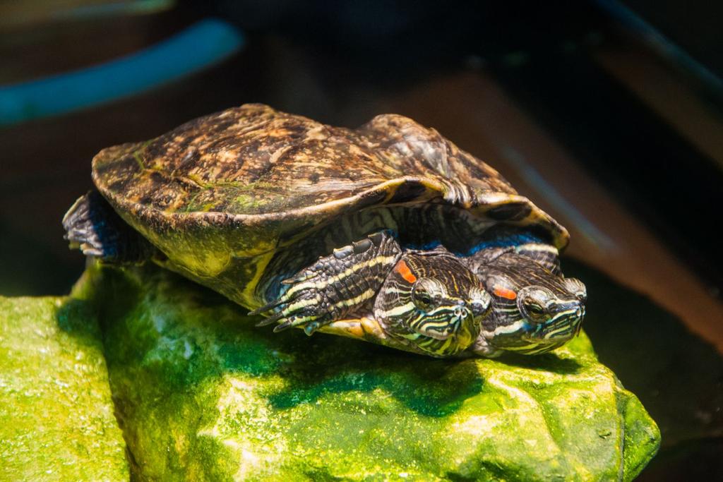 two headed turtle Massachusetts