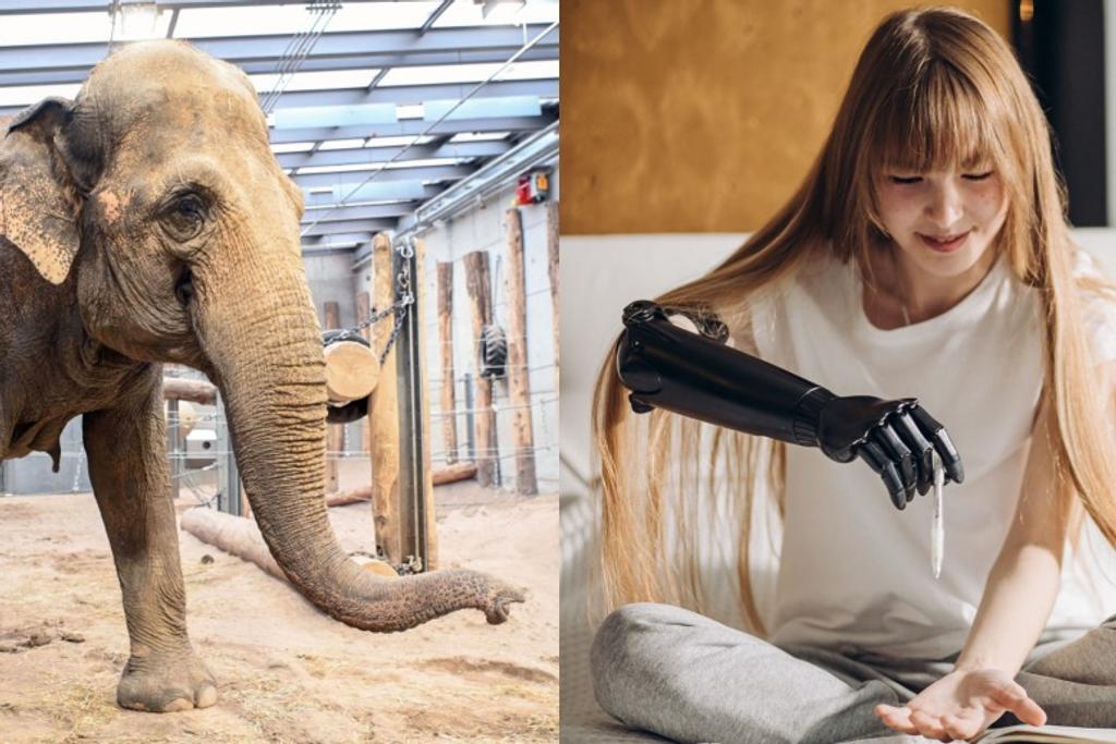 Bionic arm elephant technology 