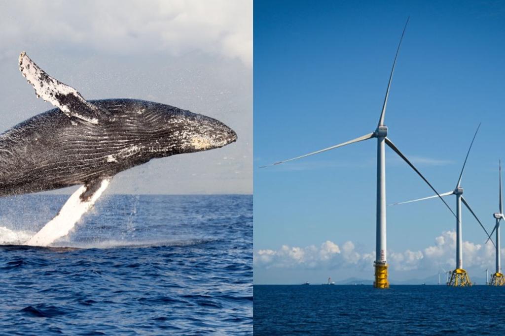 humpback whale wind power 