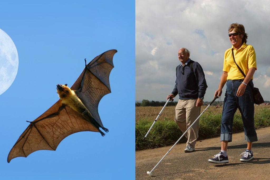 bats walking stick innovation