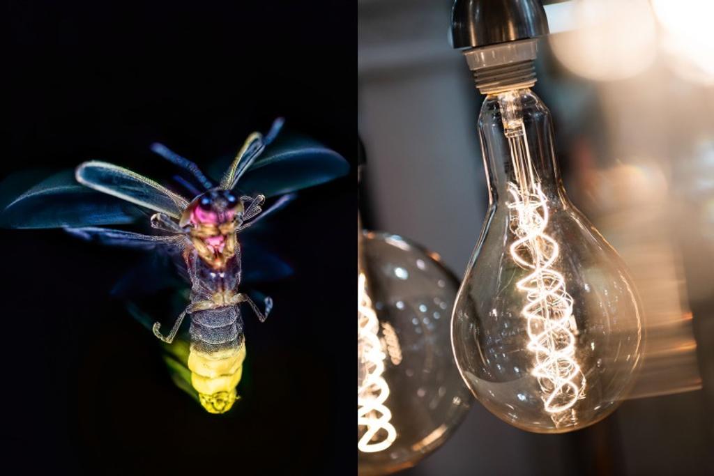fireflies animals inspiring technology