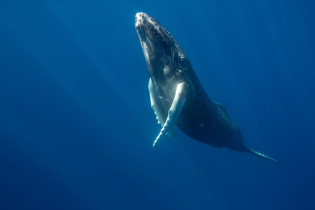 humpback whales sing 