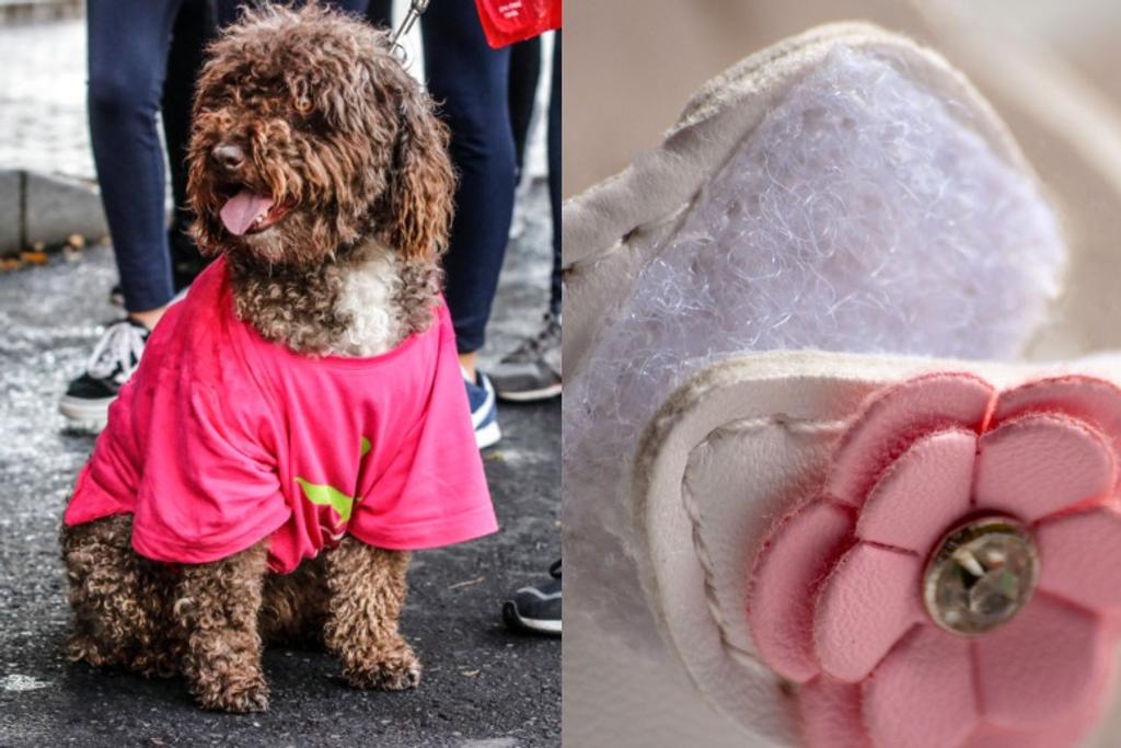 dogs velcro invention nature